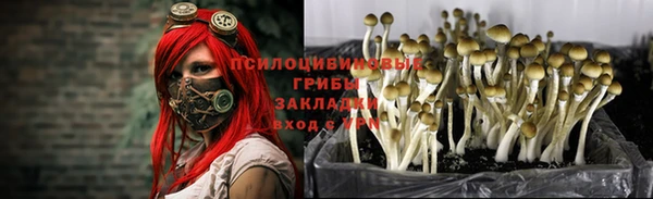 индика Горно-Алтайск